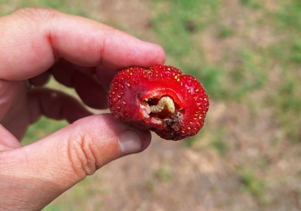 a strawberry fruit detached and held by a hand showing a grown corn earwom catterpillar inside