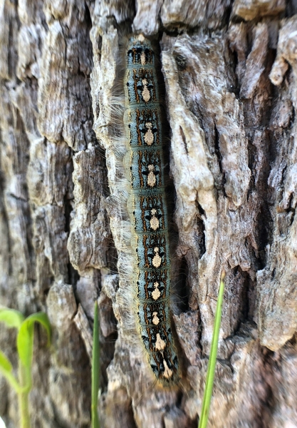 A caterpillar rests on bark with design described in caption
