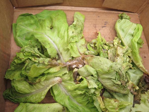 White fungus on base of wilted lettuce leaves