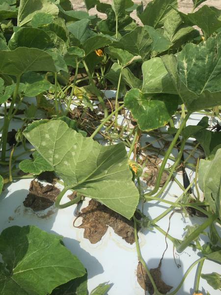 Figure 2. Squash leaf infected with powdery mildew.