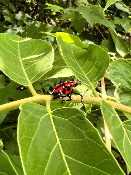 A black-and-red insect with white spots on a leaf.