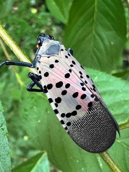 An insect with a black body and legs and grayish-tan wings with black spots.