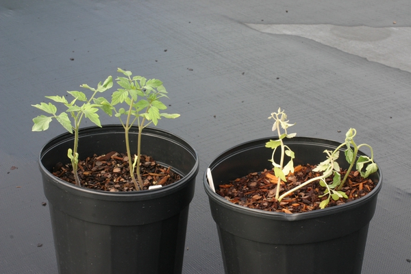 one tomato plant with normal growth, the other with epinasty