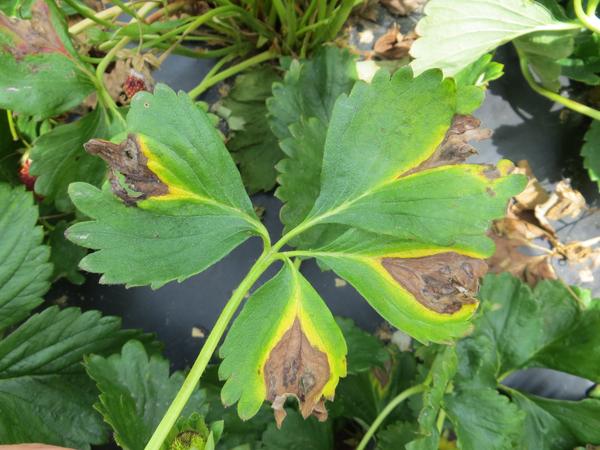 Strawberry leaf with Phomopsis leaf blight
