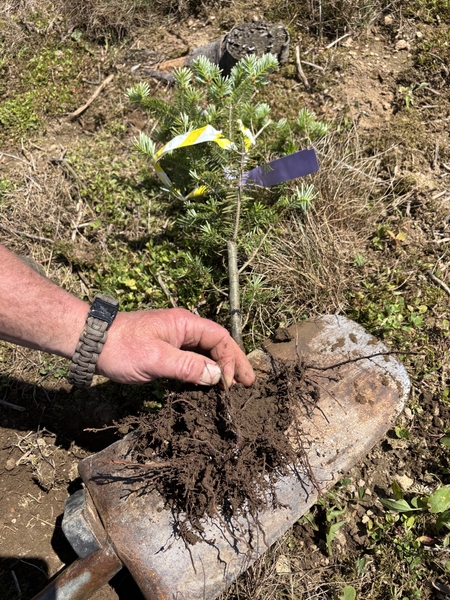 Uprooted seedling is laid flat to show the damage.