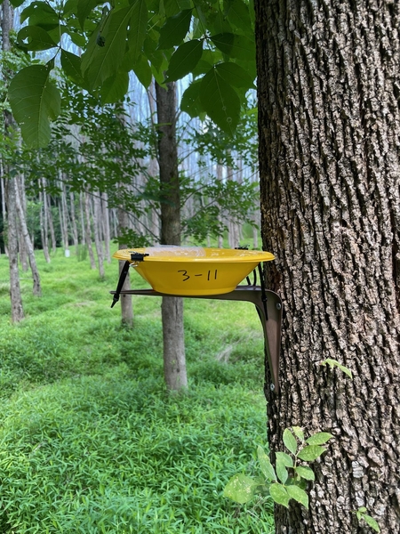 A yellow plastic bowl mounted to the side of a tree trunk.