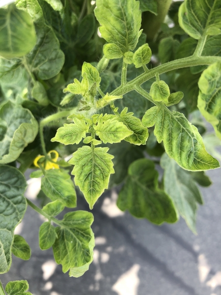 Figure 2. Interveinal and marginal chlorosis on young tomato leaves infected with TYLCV