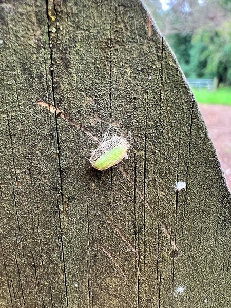 A web-like white and green capsule attached to a brown fence post.