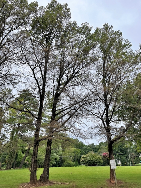 Several trees in a row with most of their foliage missing.