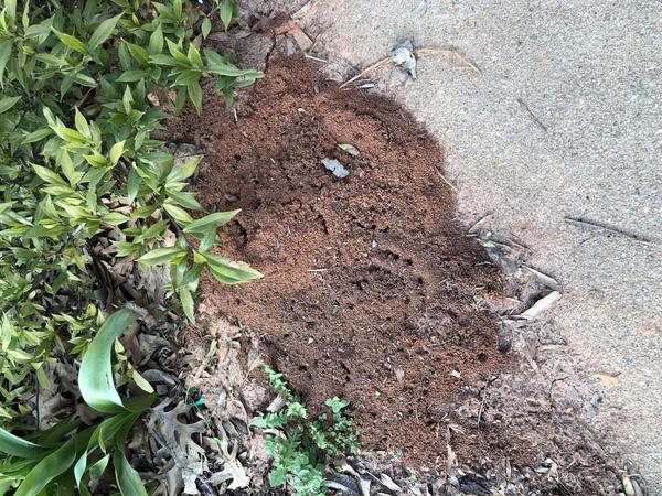 Mound of dirt from fire ants next to walkway