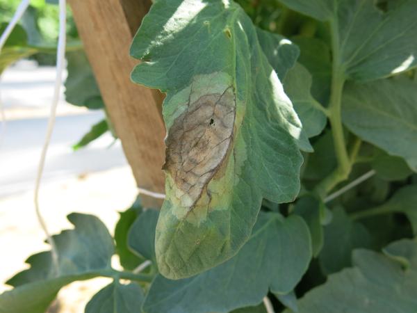 Late blight on tomato leaf