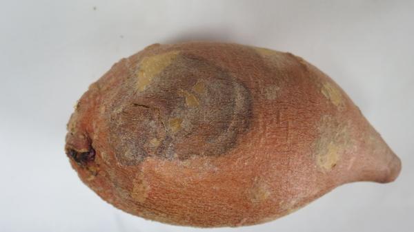 Fusarium root rot damaged sweetpotato