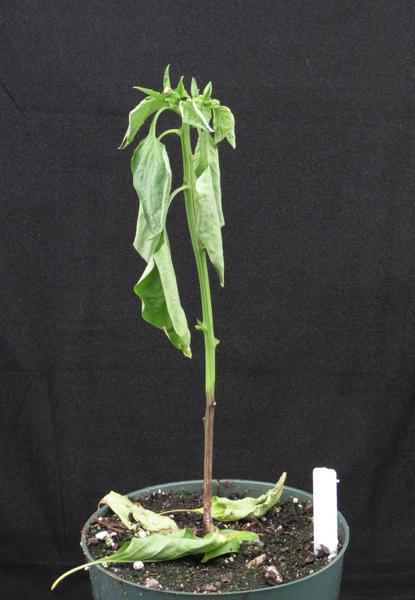 Crown lesion on pepper caused by Phytophthora capsici.