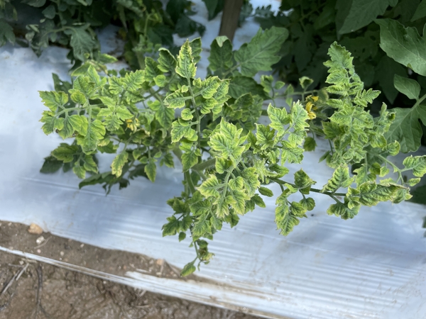 Figure 4. Marginal chlorosis and leaf curl on tomato plant infected with TYLCV