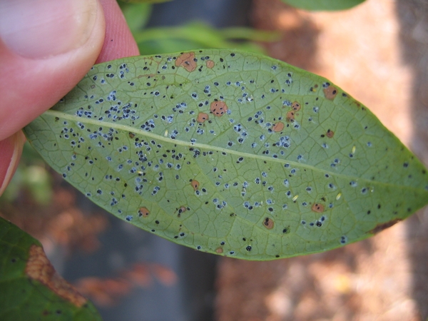 detached blueberry leaf hold by a hand showing many whitefly immatures on it