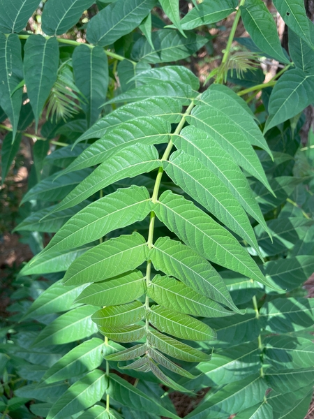 A large leaf with many long, pointed, green leaflets coming from a central stem.