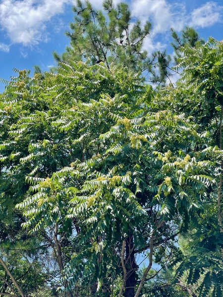 A large tree with long, green compound leaves and clusters of yellowish fruits.