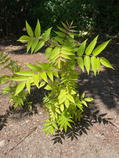 A small plant with compound leaves. The leaflets are long and light green, and the main leaf stems are reddish.