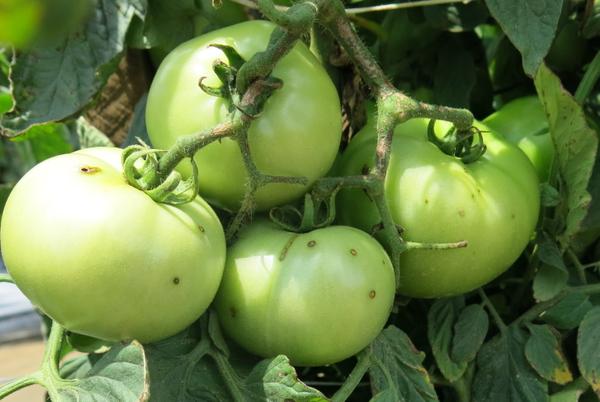 Group of tomatoes with Bacterial spot on tomato fruit and petioles