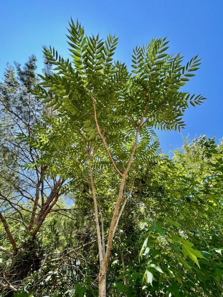 A small tree with light brown bark and long, green compound leaves.