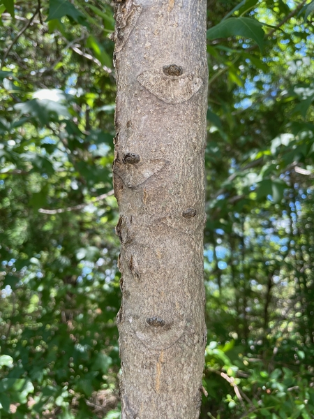 A small tree stem with light brown bark and large D-shaped scars.