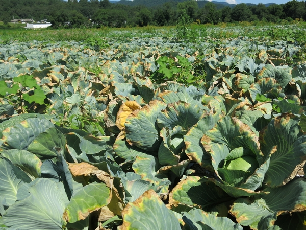 Widespread black rot symptoms on cabbage