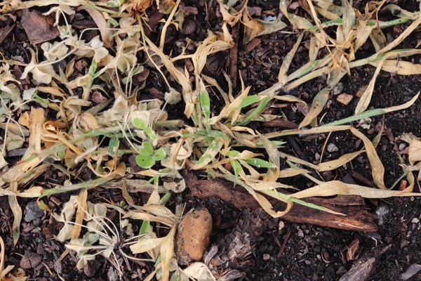 green growth at the center of a crabgrass plant previously treated with diquat