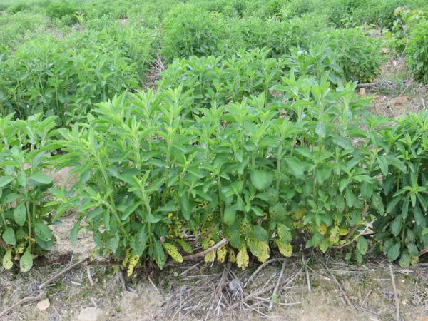 Thumbnail image for Septoria Leaf Spot of Stevia 