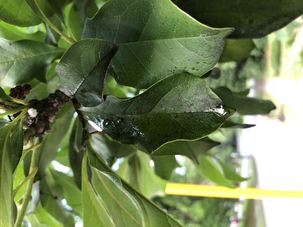 Honeydew and sooty mold from a tuliptree scale infestation on ma