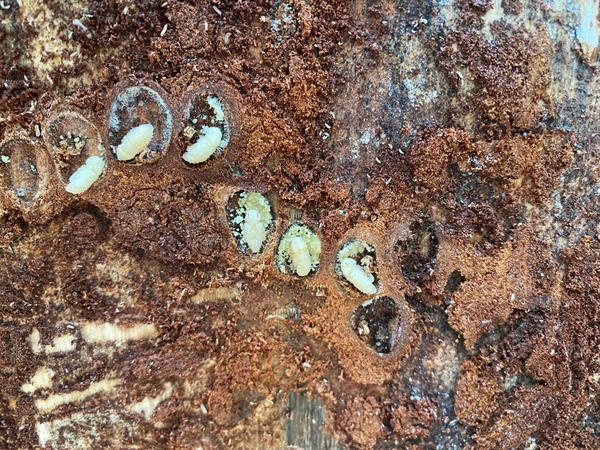 Inner bark of pine tree with row of cream-colored insect pupae in small oval chambers.
