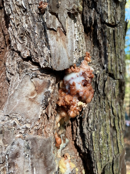 A reddish popcorn-like structure on a tree trunk.