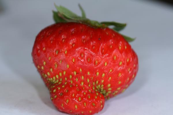 Photo of damaged strawberry.