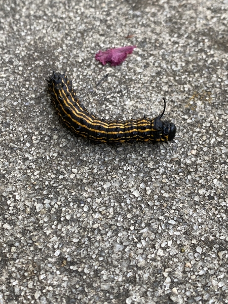 A black caterpillar with orange stripes on sidewalk