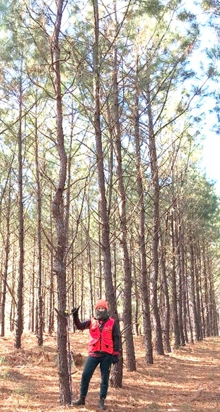 Crooked pine tree from ice and storm damage