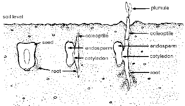 Figure 2-4. Seed germination process.