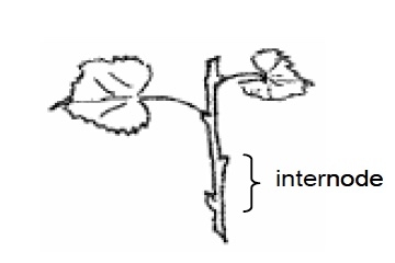 Illustration of internode