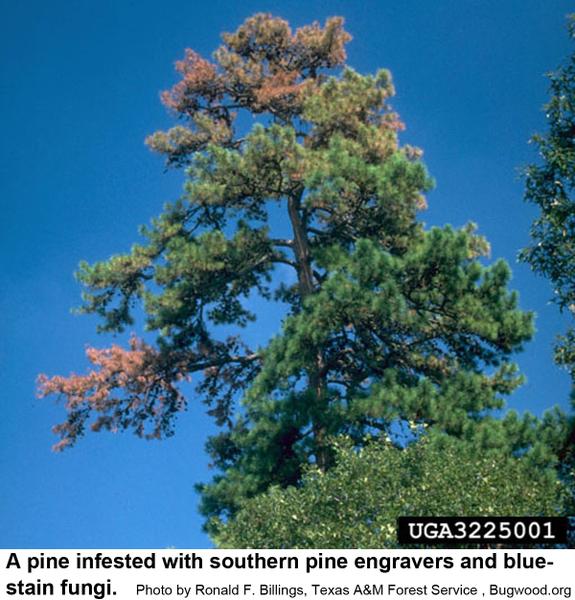 y the time discoloration of pine trees