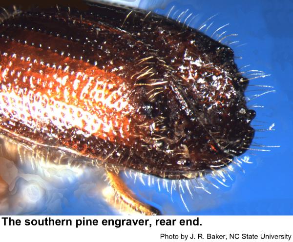 The southern pine engraver beetle