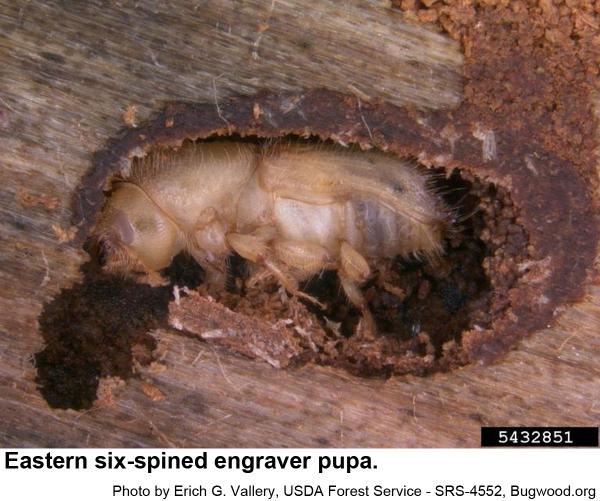 Eastern six-spined engraver pupa