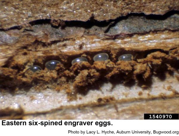 Eggs of the eastern six-spined engraver