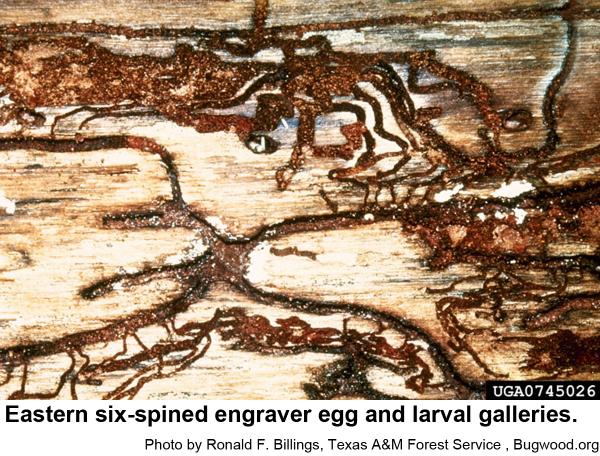 Galleries of an eastern six-spined engraver