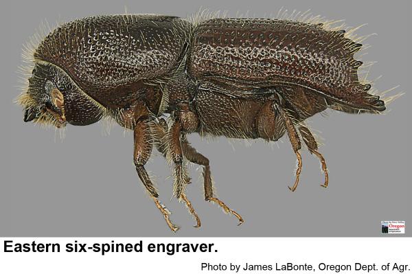 eastern six-spined engraver