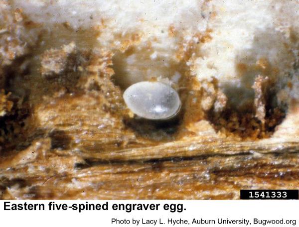 Eastern five-spined engravers egg