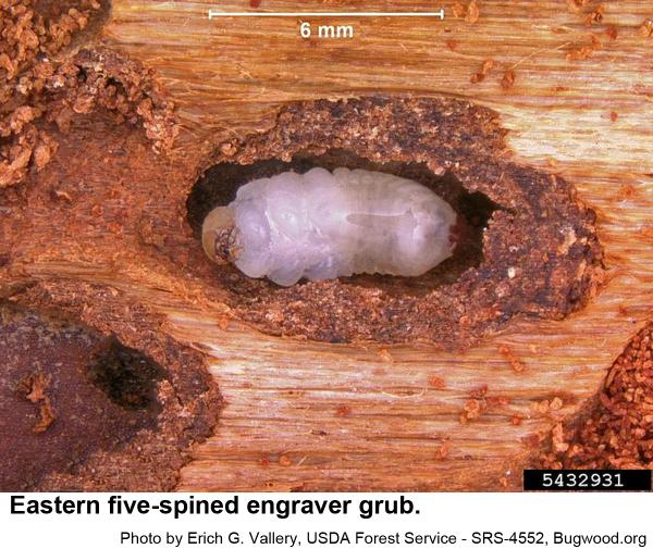 Eastern five-spined engraver grub