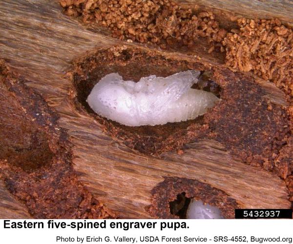 Eastern five-spined engraver pupa