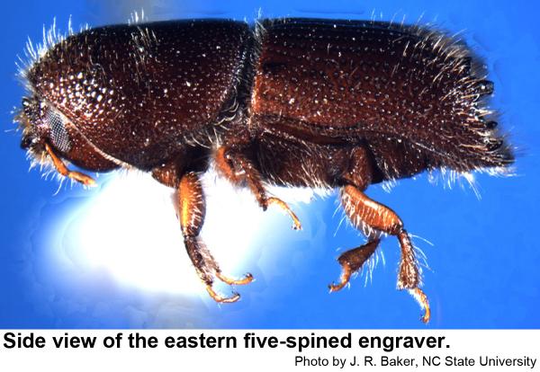 Eastern five-spined engraver