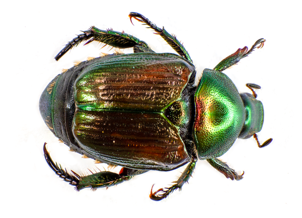 Japanese Beetles in Turf | NC State Extension Publications