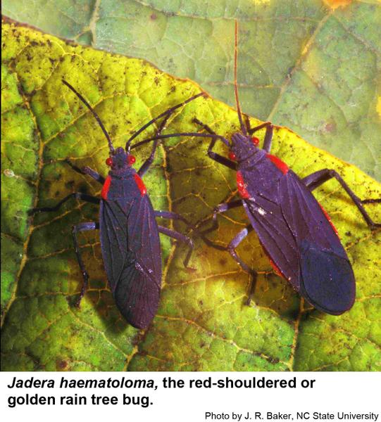 Two red-shouldered or golden rain tree bugs