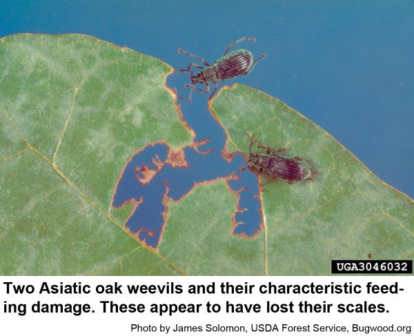 Asiatic oak weevils