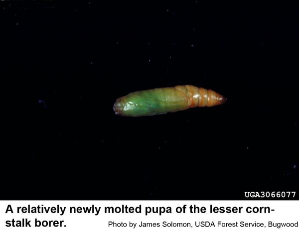 Lesser cornstalk borer pupae are hidden inside cocoons in soil
